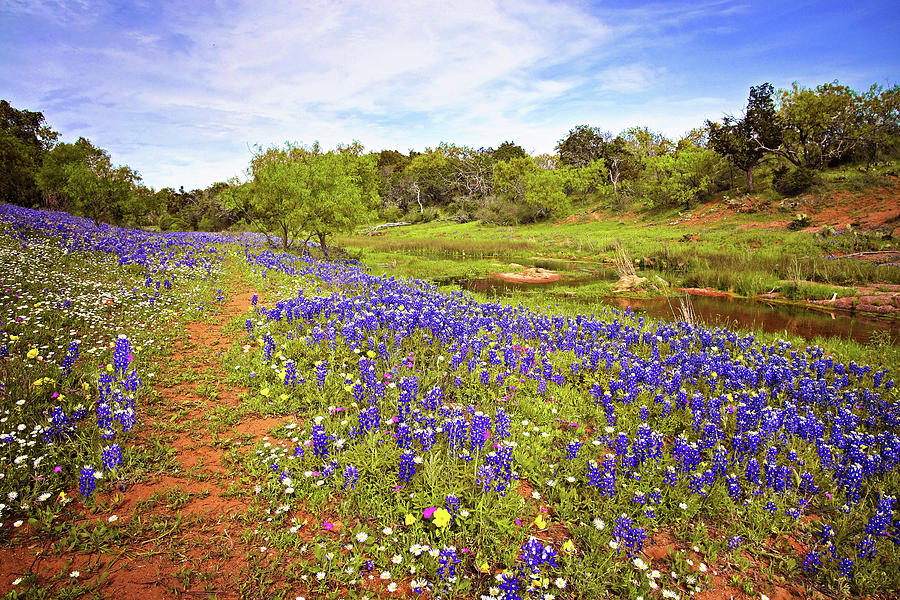 Incredible Wildflowers on the Willow City Loop Photograph by Lynn Bauer
