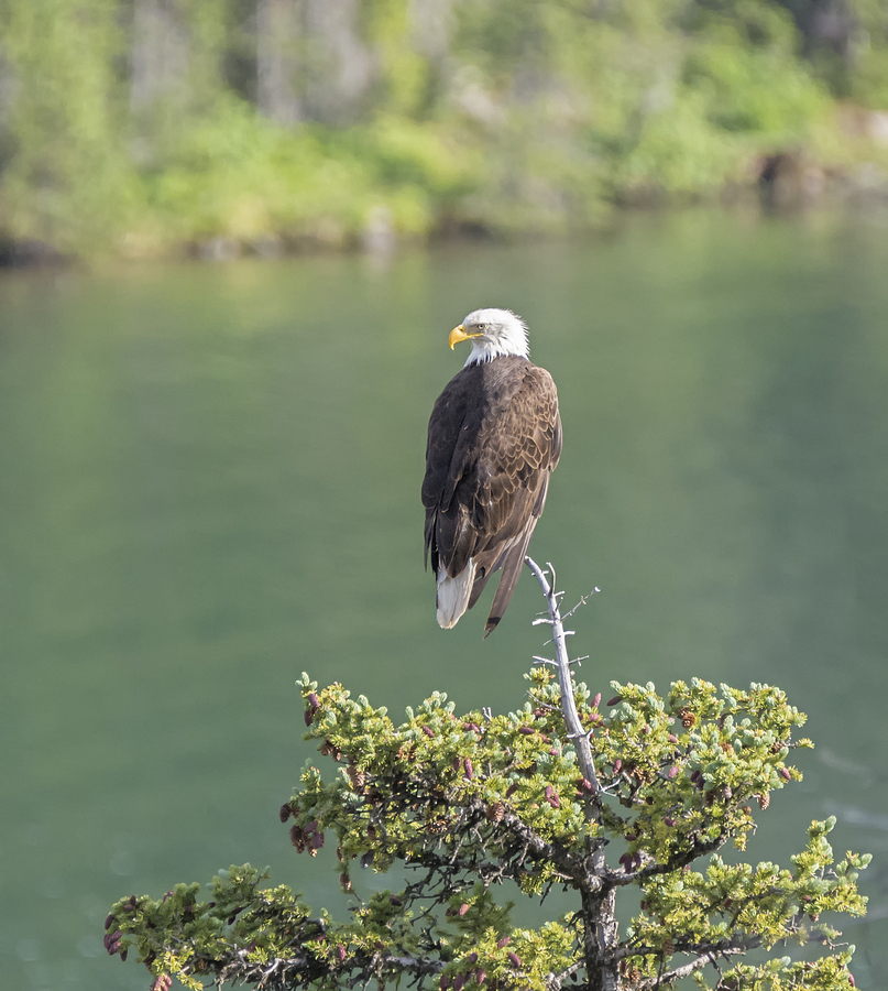 Independence Day Eagle Photograph by Loree Johnson