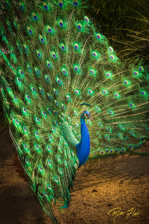 India Blue Peacock Photograph by Rikk Flohr