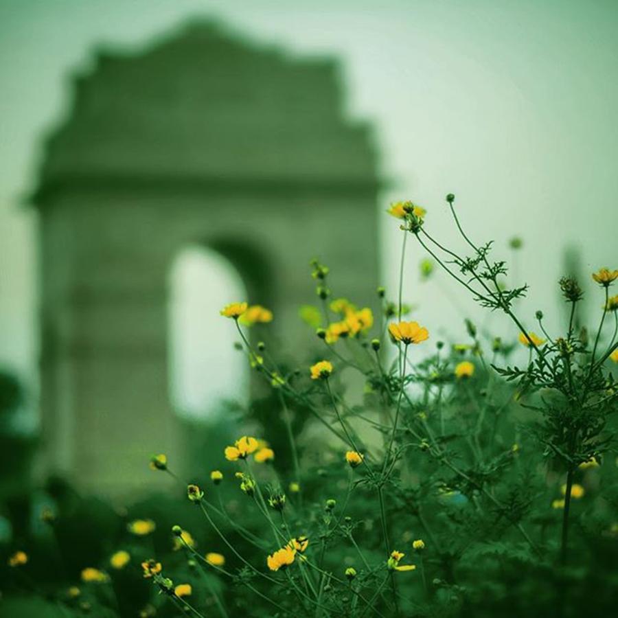 Nature Photograph - #indiagate #flowers #flower #love by Vikas Rathee