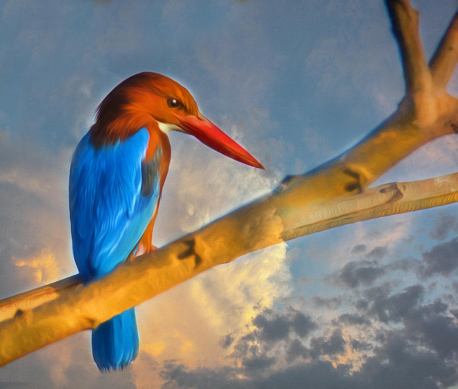Wildlife Photograph - Indian Bird From Mysore  by Georgiana Romanovna