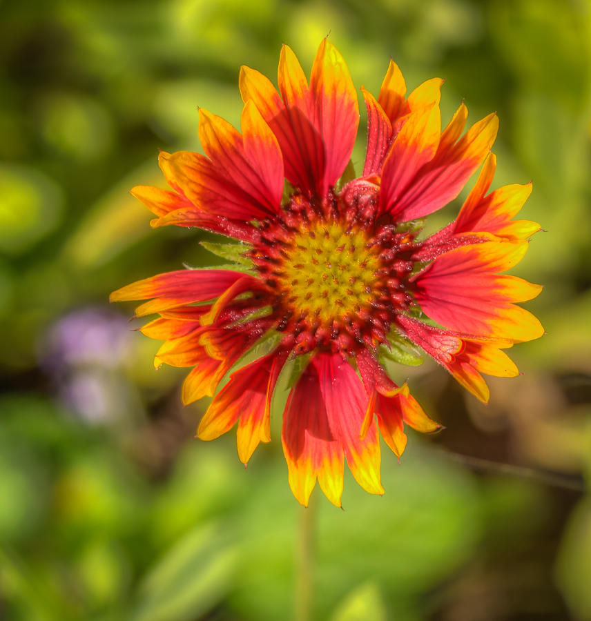 Indian Blanket Flower Photograph by Jane Luxton