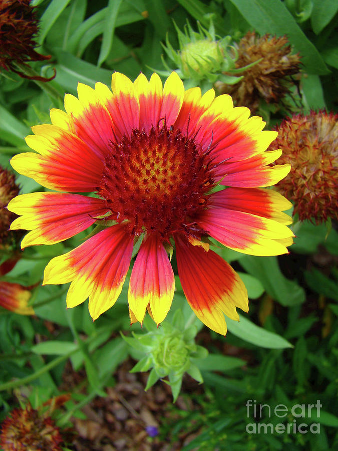 Nature Photograph - Indian Blanket Flower by Sue Melvin