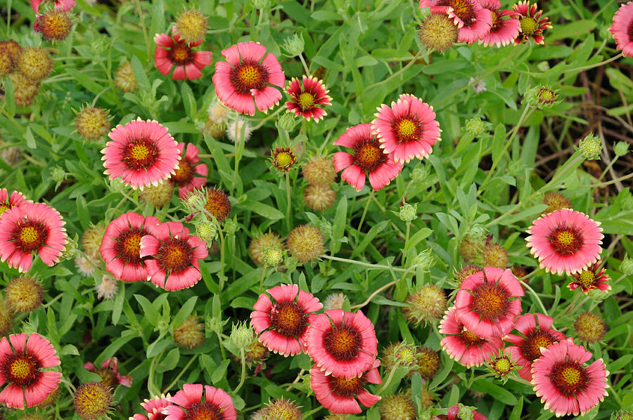 Indian Blanket Flowers Photograph by Bradford Martin