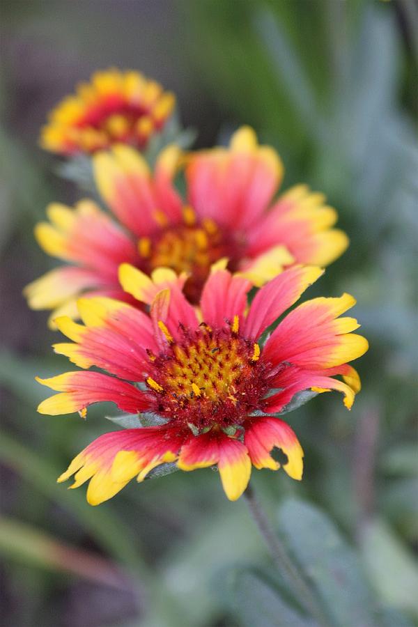 Indian Blanket Flowers Photograph by Sheila Brown