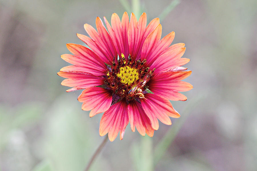 Indian Blanket Photograph by James Smullins