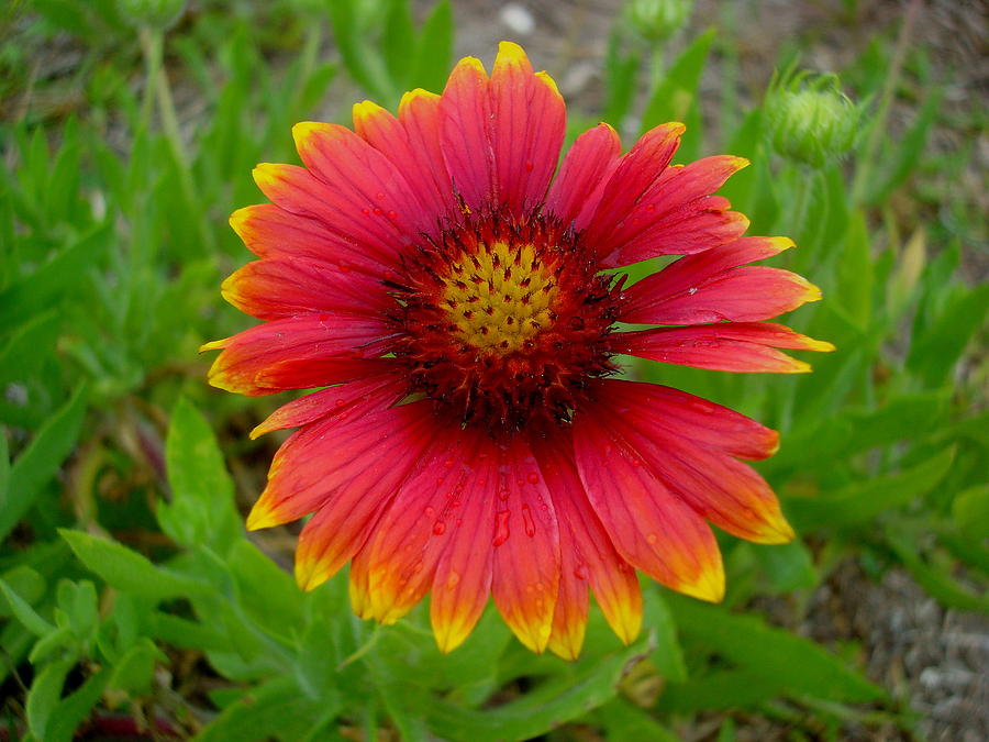 Indian Blanket Photograph by Julie Pappas