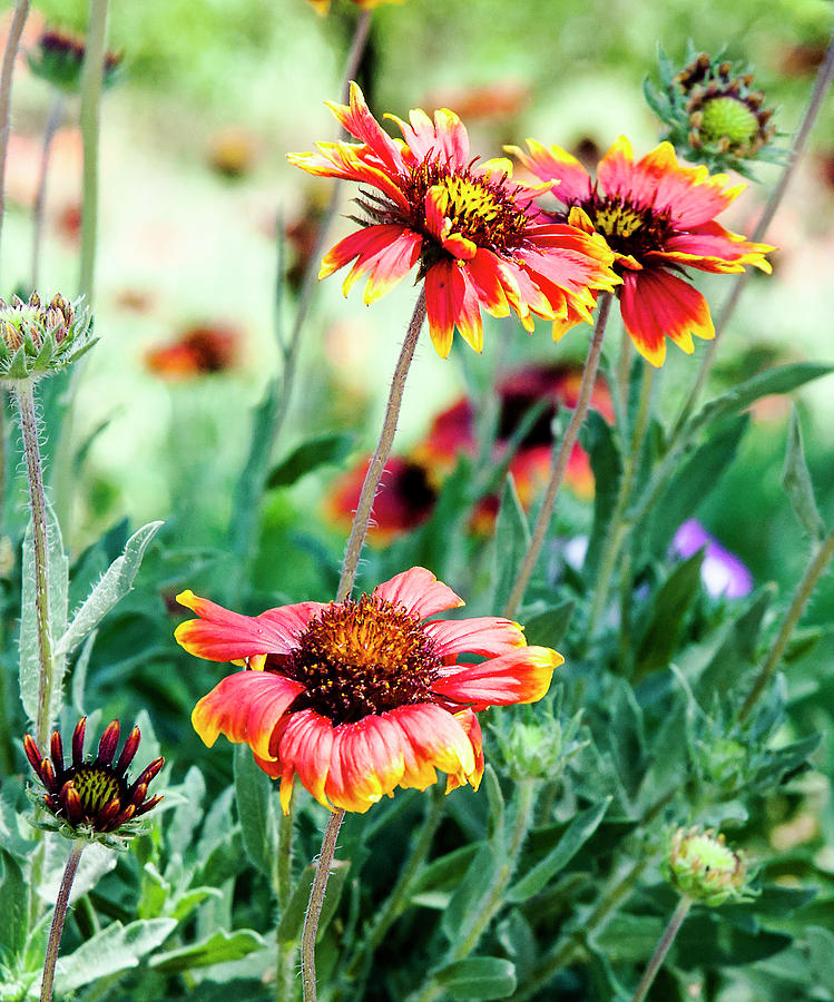 indian-blanket-photograph-by-norman-johnson-fine-art-america