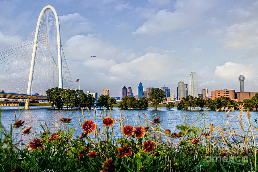 Indian Blanket Overlooking Dallas Photograph by Tamyra Ayles