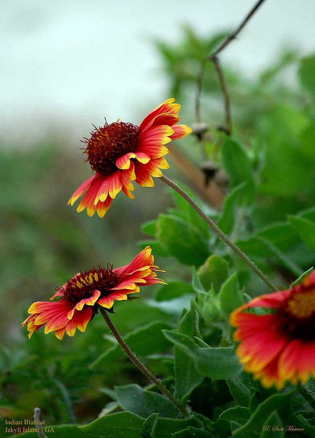 Indian Blanket Photograph by Robert Meanor