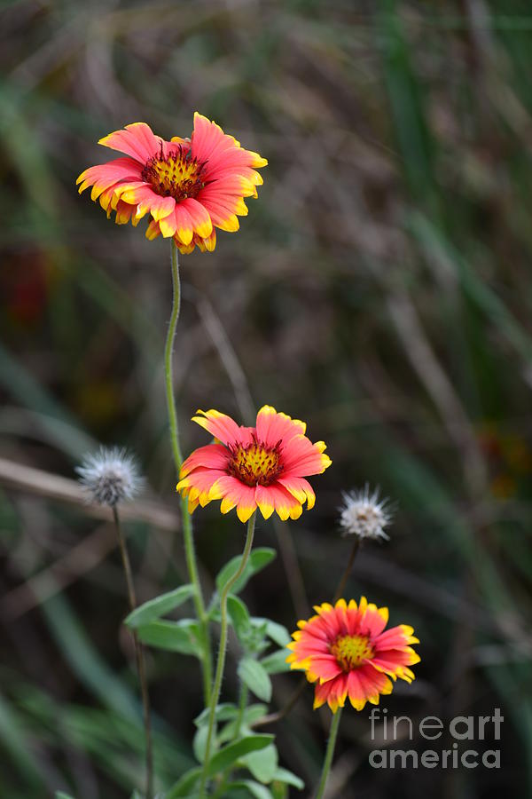 Indian Blanket Trio Photograph by Maria Urso