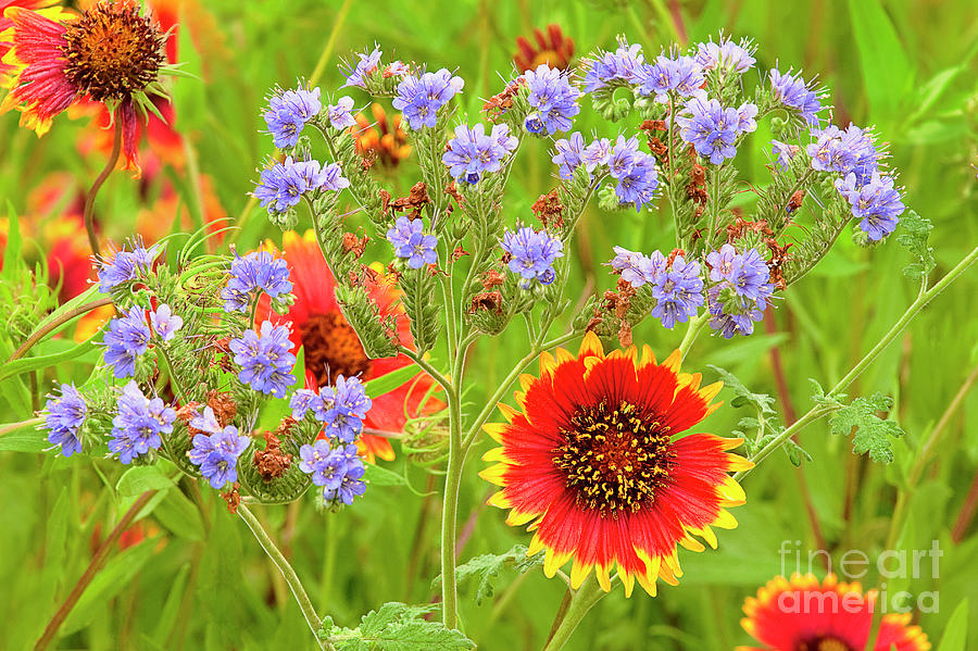 Indian Blanketflowers Gaillardia Puchella Photograph by Dave Welling