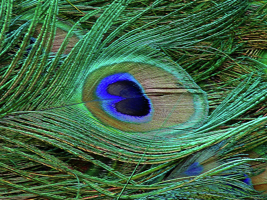 Indian Blue Peacock Macro Photograph by Blair Wainman