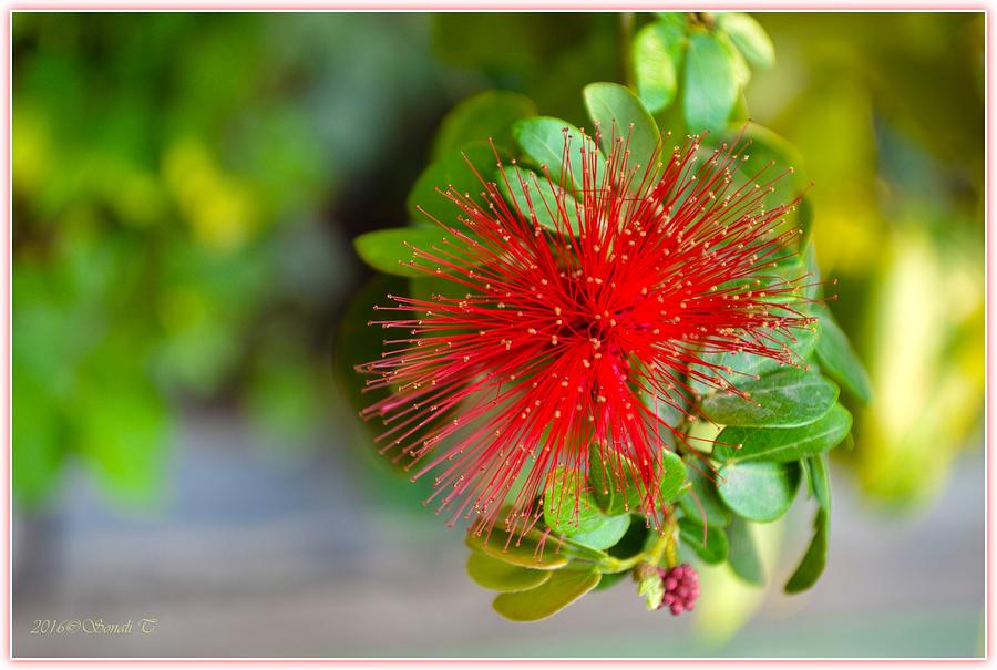 Indian Bottlebrush Flower Photograph by Sonali Gangane