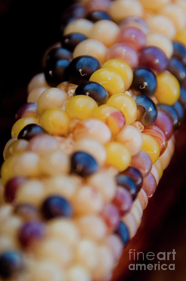 Indian Corn 3 Photograph by Andrea Anderegg