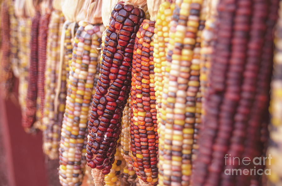 Indian Corn 5 Photograph by Andrea Anderegg