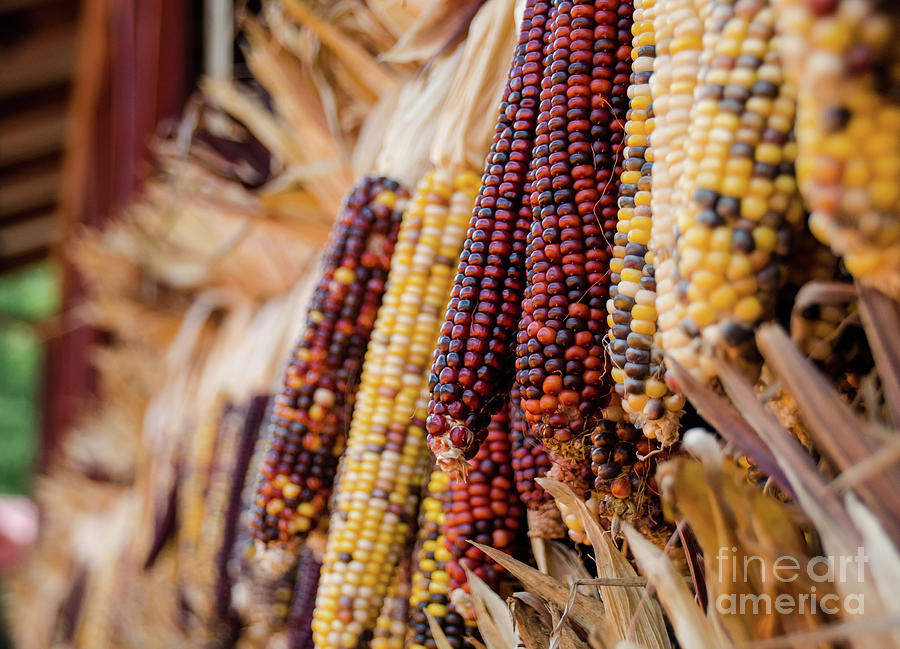 Indian Corn 6 Photograph by Andrea Anderegg
