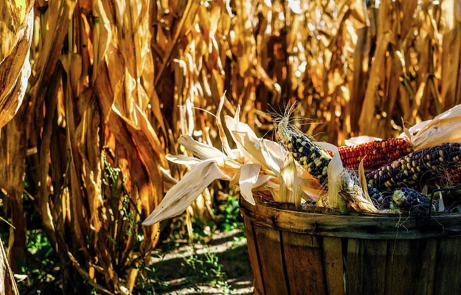 Fall Photograph - Indian Corn by Mountain Dreams