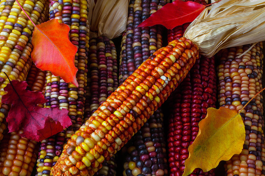 Indian Corn And Autumn leaves Photograph by Garry Gay
