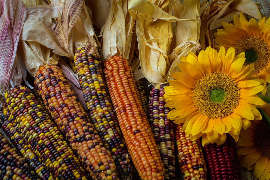 Indian Corn And Sunflowers Photograph by Garry Gay