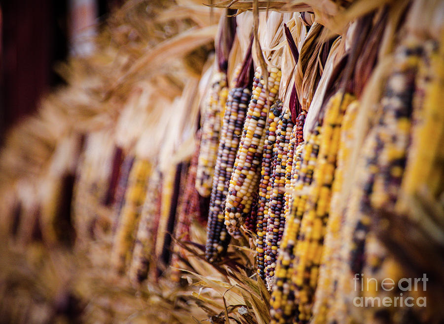 Indian Corn Photograph by Andrea Anderegg