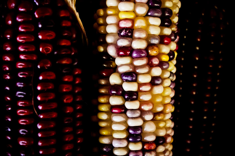 Indian Corn Photograph by Colleen Kammerer