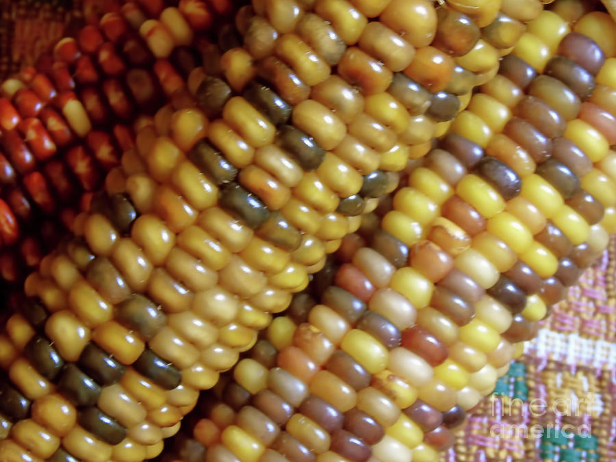 Indian Corn Colors Photograph by D Hackett