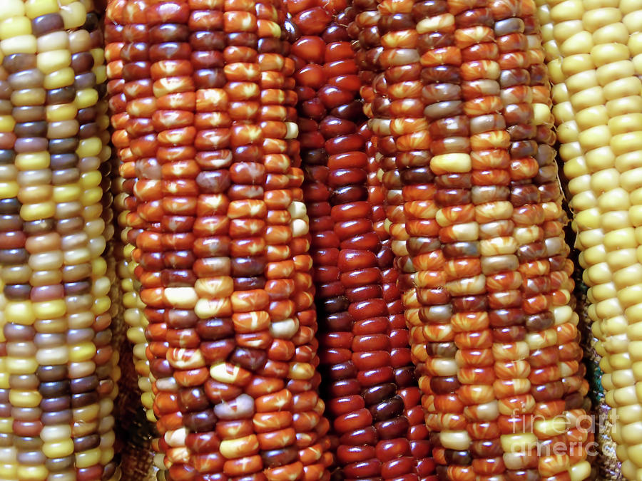 Indian Corn Photograph by D Hackett
