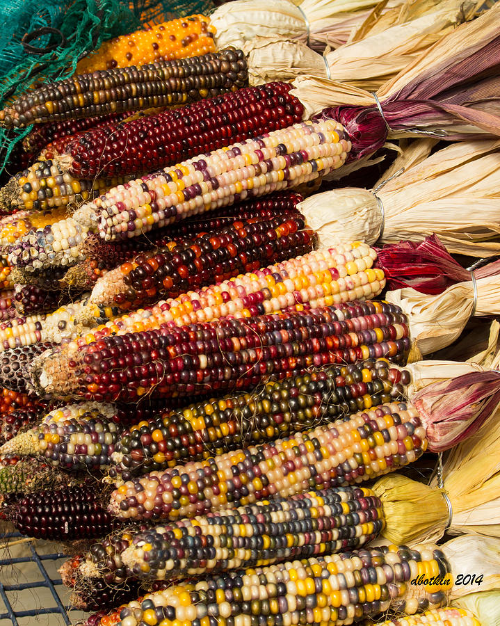 Indian Corn Photograph by Dick Botkin