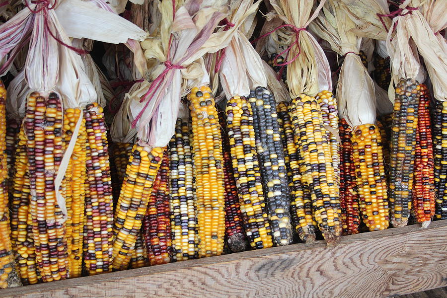 Fall Photograph - Indian Corn in the Fall by Bill Setliff