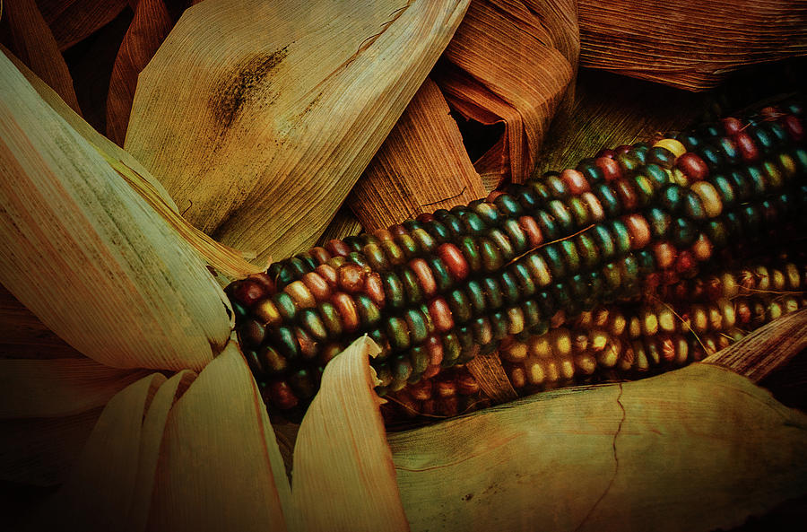 Indian Corn Photograph by Joseph Hollingsworth
