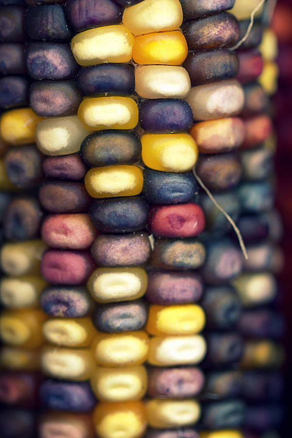 Fall Photograph - Indian Corn by Joseph Skompski