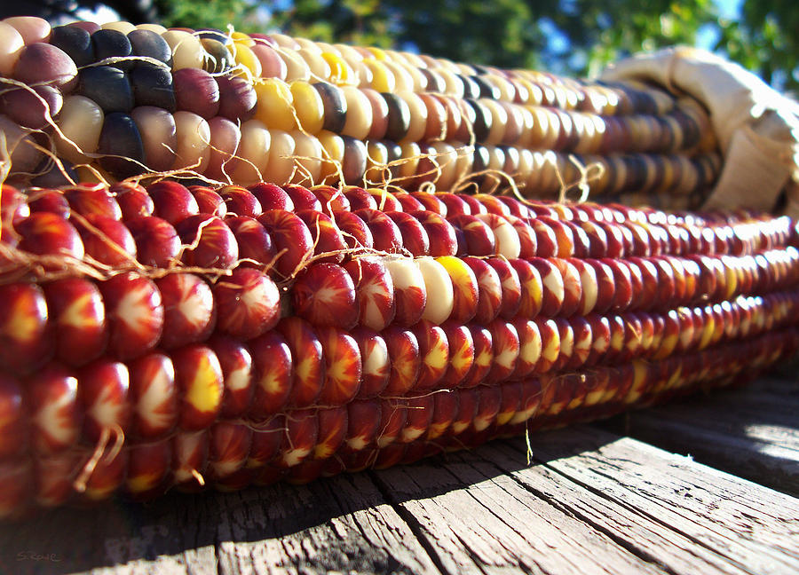 Indian Corn on The Cob Photograph by Shawna Rowe