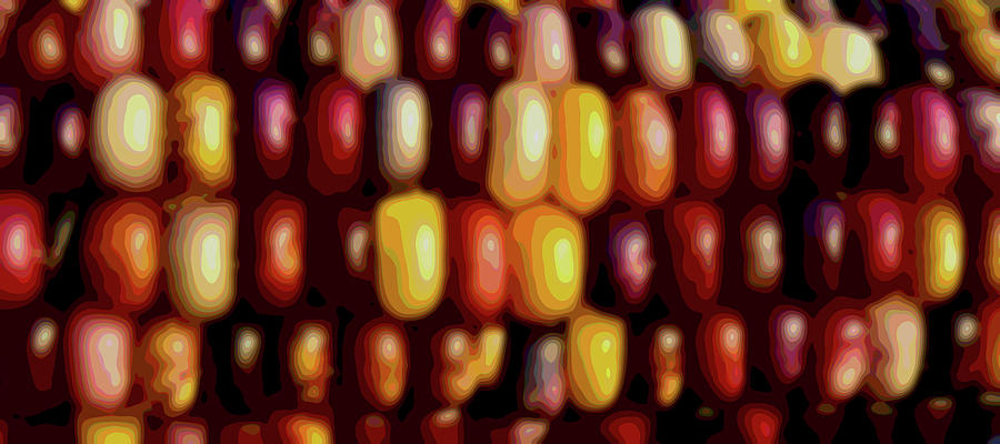 Indian Corn Posterized I Digital Art by Linda Brody