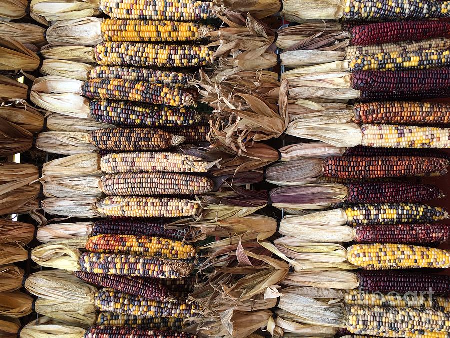 Indian Corn Photograph by Robin Pedrero