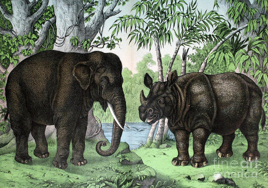 Indian Elephant And Rhinoceros Photograph by Biodiversity Heritage Library