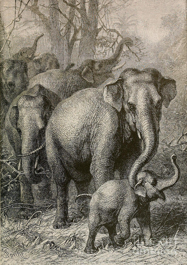 Indian Elephant, Endangered Species Photograph by Biodiversity Heritage