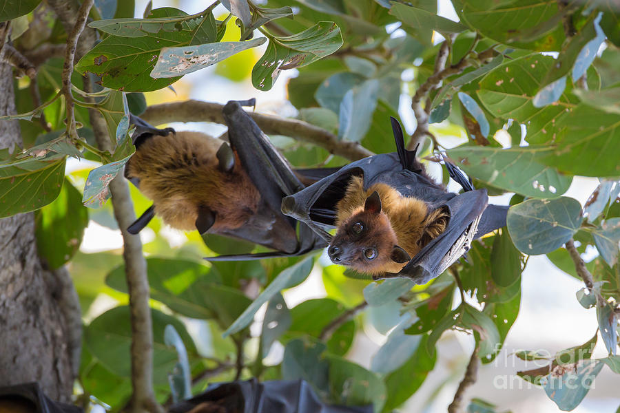Indian Flying Fox Bats Photograph by B. G. Thomson