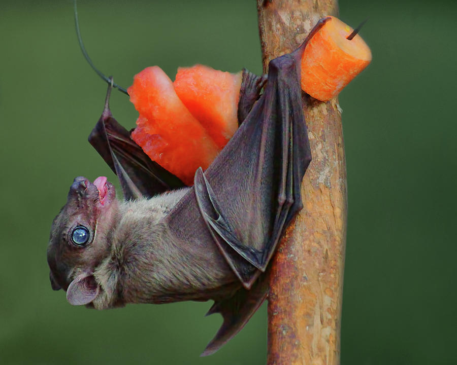 Indian Fruit Bat Photograph by Nikolyn McDonald