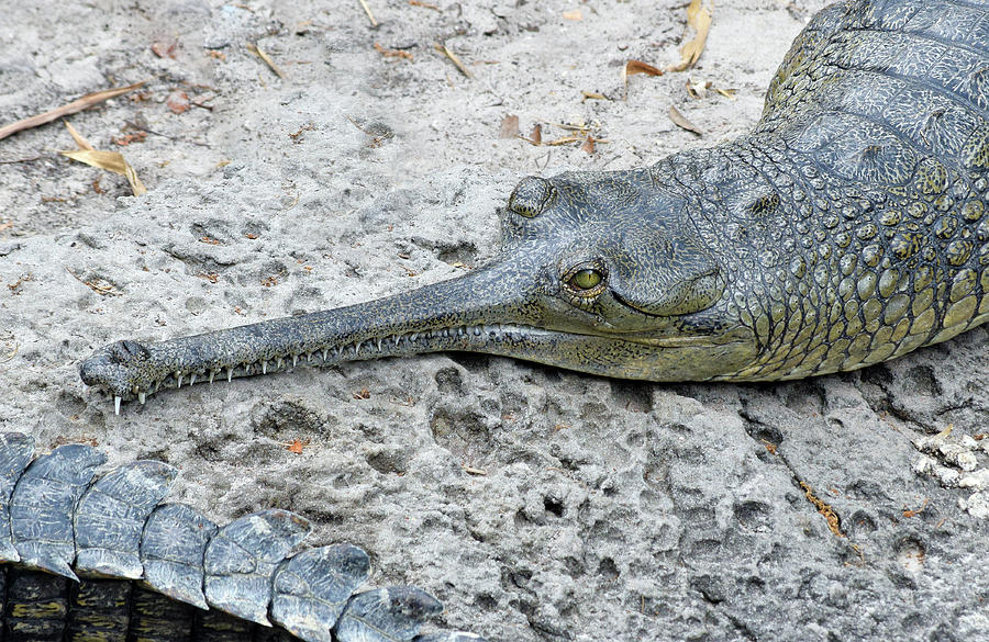 Indian Gharial Photograph by Larah McElroy