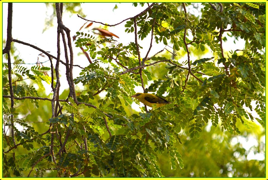 Indian Golden Oriole Photograph by Sonali Gangane