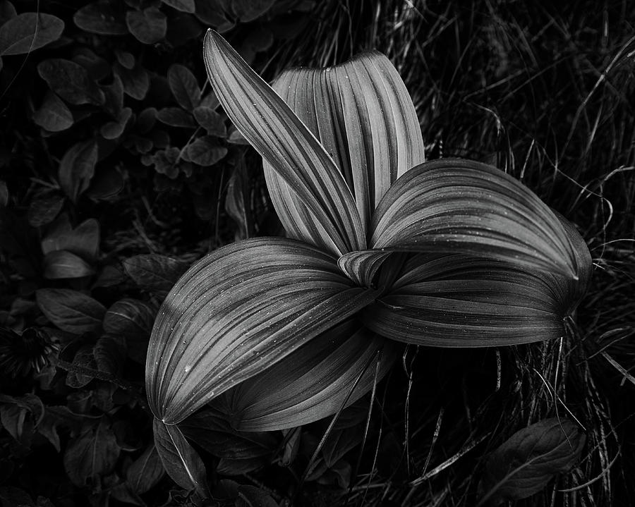 Indian Hellebore 2 by Trever Miller Indian Hellebore 2 by Trever Miller