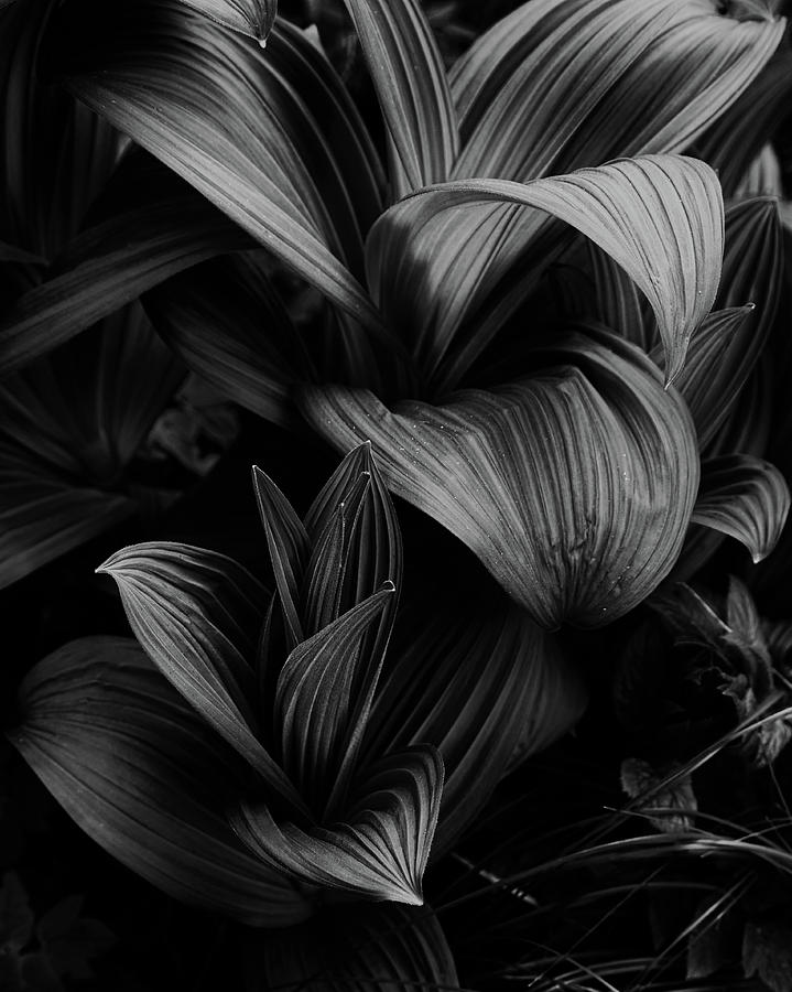 Indian Hellebore 4 by Trever Miller Indian Hellebore 4 by Trever Miller