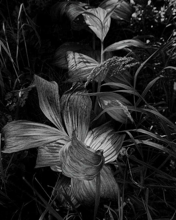 Indian Hellebore 6 by Trever Miller Indian Hellebore 6 by Trever Miller