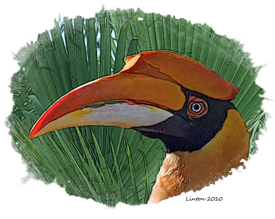 Indian Hornbill Digital Art by Larry Linton