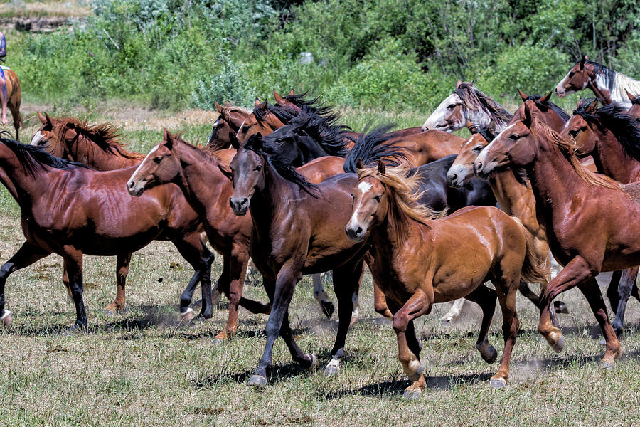 Indian Horse Roundup 3 Photograph by Donald Pash