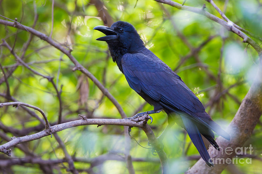 Indian Jungle Crow Photograph by B. G. Thomson