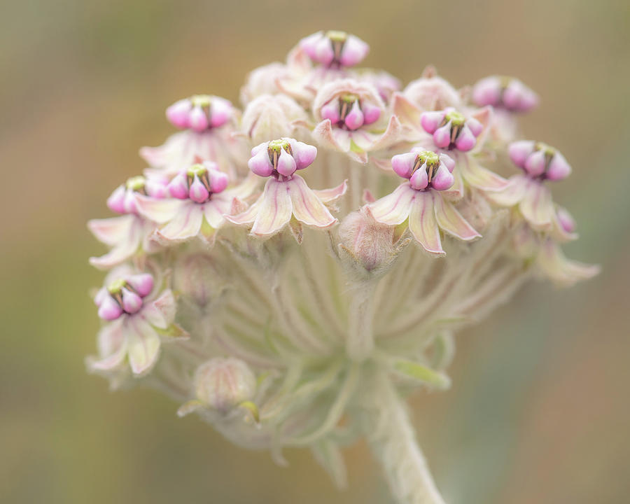 Indian Milkweed Flower Umbel Photograph by Alexander Kunz