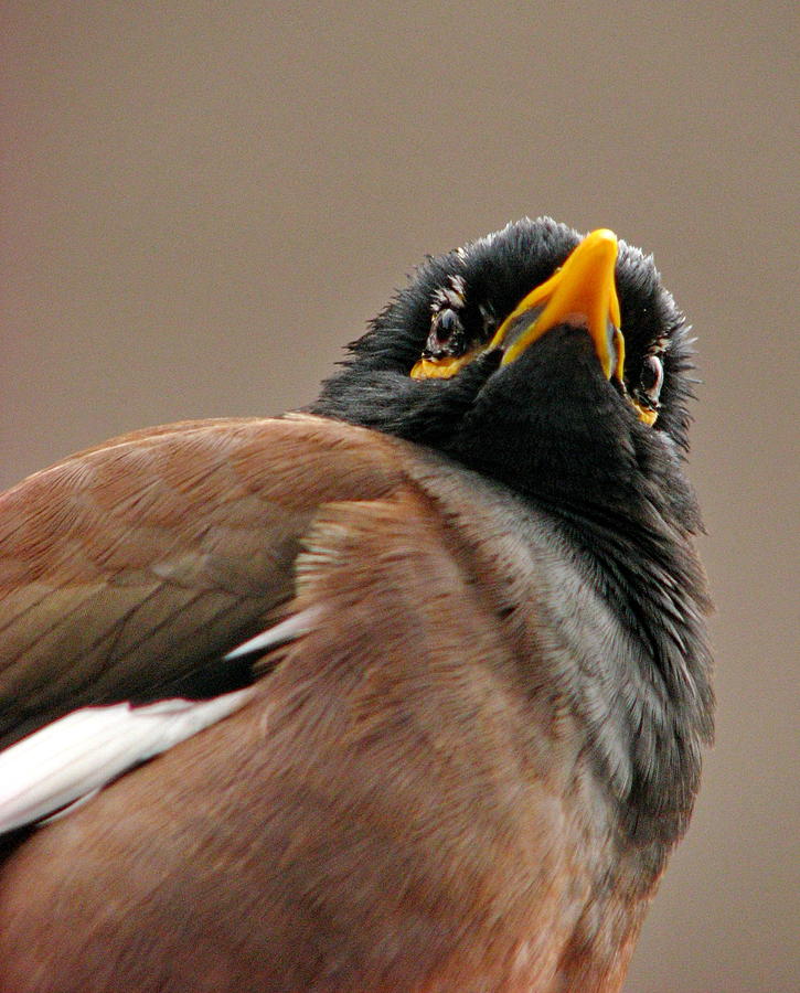 indian-miner-bird-photograph-by-alexey-dubrovin