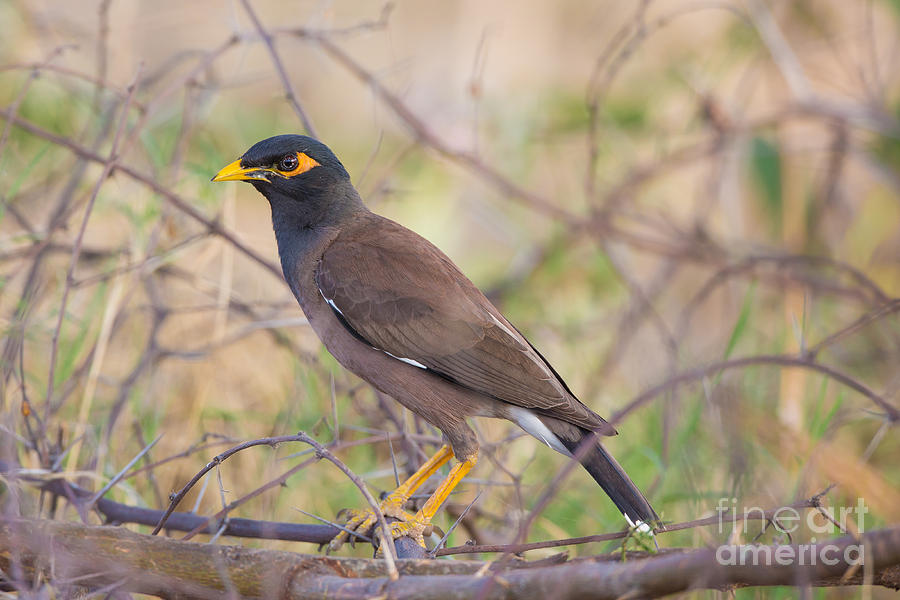 Indian Or Common Mynah Photograph by B. G. Thomson